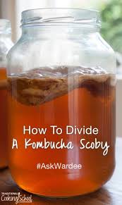 Site Search Discovery Powered By Ai Kombucha Recipe Kombucha Flavors Kombucha Scoby