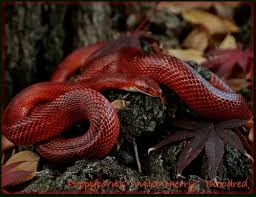 Black And White Corn Snake Morph Pin By Erin Fitzsimmons On Beautiful Snakes Corn Snake Pet Snake Snake