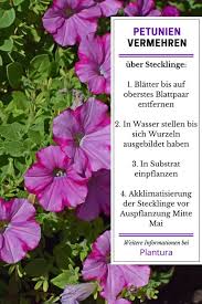 Petunien Pflanzen Pflegen Sorten Plantura Pflanzen Garten Pflanzen Petunien