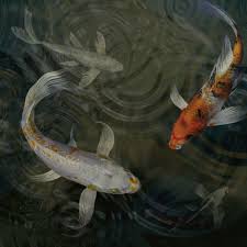Search titles only has image posted today bundle duplicates include nearby areas albany, ga (aby); Next Day Koi Koi Fish For Sale