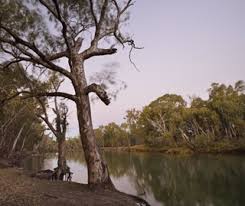 The tinmouth channel wetland is a 1,473 acre complex found within. River Red Gum Forests Nsw Environment Energy And Science