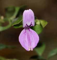 Image result for Dicliptera pumila