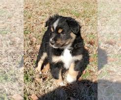 Browse our selection of happy and healthy mini australian shepherd puppies for sale below. View Ad Miniature Australian Shepherd Puppy For Sale Near North Carolina Zebulon Usa Adn 180969
