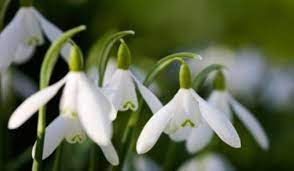 Salut.as dori sa ma apuc de strans diferite doze de bere, suc etc si la de dau la reciclat.cat costa 1, 5, 10,15,100 de kilograme de doze in 2021 si unde le pot duce la reciclat in bucuresti? Una Din Cinci Plante Ale Lumii Este Pe Cale De Disparitie