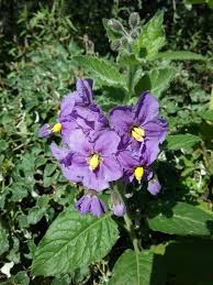 Image result for Solanum