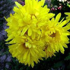 Discover our huge online selection of plants. Yellow Aster Flower Seeds In 2021 Chrysanthemum Seeds Flower Seeds Bonsai Flower