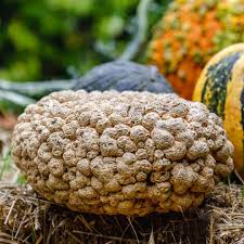 It may look like a pile of peanuts at first glance, but what you're looking  at is actually a pumpkin. It's called Cucurbita maxima 'Galeux d'Eysine',  and while it may not taste