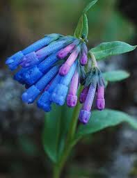 We did not find results for: Native Gardening