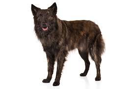Find dutch shepherd puppies and dogs for adoption today! Dutch Shepherd Dog Breed Information American Kennel Club