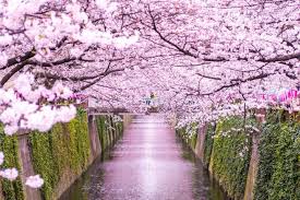 Anything may be removed without telling you shit. Japan S Cherry Blossoms In 2021 Updated Forecast And Best Spots Matcha Japan Travel Web Magazine