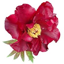 Delivered directly to your mailbox. Flower Red Peony Free Image On Pixabay