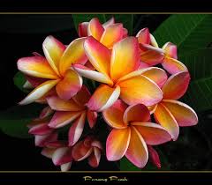 The Plumeria Penang Peach Plumeria Plumeria Flowers Tropical Flowers