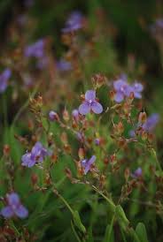 Image result for Murdannia semiteres