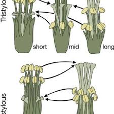 Image result for Oxalis anthelmintica