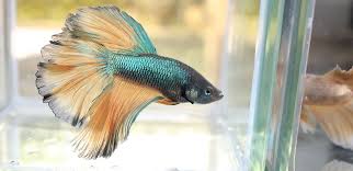 Ikan cupang ini memiliki nama latin betta sp. Cara Mudah Melatih Ikan Cupang Aduan Biar Galak Dan Giras Bikin Sering Menang Portal Jember