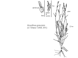 Image result for Hackelochloa granularis