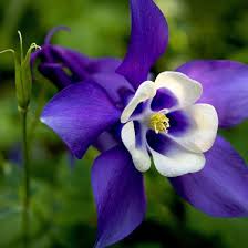 Image result for Aquilegia pompom mix