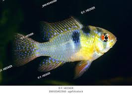 The blue ram, mikrogeophagus ramirezi, is a species of freshwater fish endemic to the orinoco river basin, in the savannahs of venezuela and colombia in south america. Ramirez Dwarf Cichlid Stock Photos And Images Agefotostock