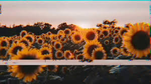 Sunflower walls are also widely available and are versatile enough to fit any design style. Aesthetic Flower Aesthetic Sunflower Background For Youtube Intro And Outro 2020 Honeyluv Sa Youtube