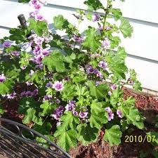 Maybe you would like to learn more about one of these? What Is This Plant Althea Zebrina Thriftyfun