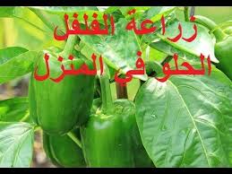 زراعة الفلفل الاخضر الحلو في المنزل من الالف الى الياء Cultivate Sweet Green Peppers At Home Youtube