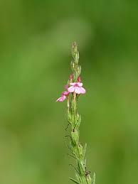 Image result for Striga junodii