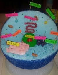 See more ideas about cell model, animal cell, animal cells model. 8 Best 3d Animal Cell Images 3d Animal Cell Animal Cell Animal Cell Project