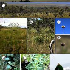 Image result for Syngonanthus longibracteatus