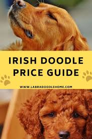 Maybe you would like to learn more about one of these? Irish Doodle Price Complete Guide To 2021 Prices