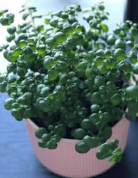 Image result for Pilea bambuseti