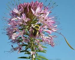 Image result for Cleome macrophylla