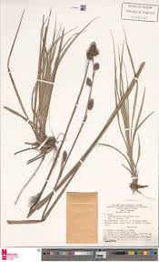 Image result for Rhynchospora brownii