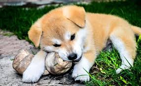 Akita Inu Chien De Race Ancienne Caractere Origine Conseils D Elevage Sante Races De Chiens Chiot Chiens Dangereux