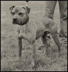 Pin On Pitbulls