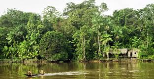 floresta amazônica