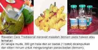 Simak penyebab, gejala, hingga obat demam selengkapnya di sini. Ubat Tradisional Untuk Kucing Demam Pertanyaan T