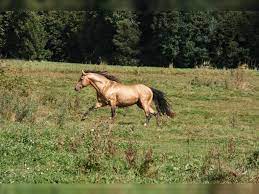 I loved how the stallion appeared and disappeared around the trees in this forest. Ari Mustang American Stallion Buckskin