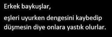 Insanlari Tanidikca Hayvanlari Daha Cok Seviyorum Guzel Soz Deyisler Bilgi