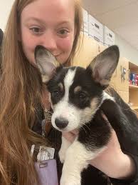 Humorous conversation about appearance and behavior in the Dogspotting  Society