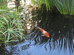 This weekend we decided to stroll through fashion island in newport beach with the kids, as i thought they'd love to see the koi pond and boy was i right! Holiday Shopping At Fashion Island In Newport Beach