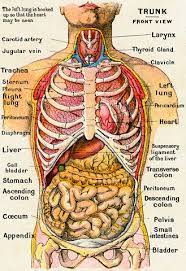 Maybe you would like to learn more about one of these? Color Cutaway Illustration Of The Front Of The Human Torso From Larousse Medical Illustre 1914 Human Anatomy Picture Medicine Pictures Human Body Anatomy