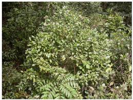 Image result for Dissotis ruandensis