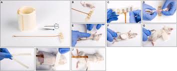 Protocol for applying Tumor Treating Fields in mouse models of cancer using  the inovivo system
