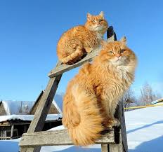 Il s'agit du chat le plus grand monde. Prigorodny Russie La Mecque Du Chat Siberien Zeitblatt Magazin