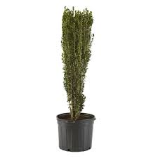 All cactus are succulent (meaning they can store water) and all are perennial (meaning they last for many years). 2 5 Qt Holly Sky Pencil Plant 14945 The Home Depot