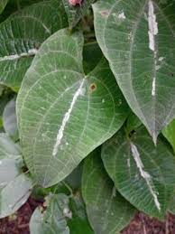 Image result for Dioscoreaceae