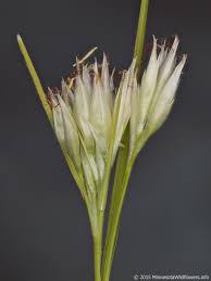 Image result for Rhynchospora brevirostris