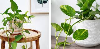 The leaves of a pothos deprived of water curl, then become limp and wilted. The 3 Secrets To Keeping Indoor Plants Happy Flower Power