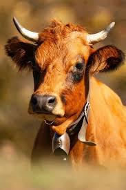 Obsession Cow Photography Fluffy Cows Cute Cows