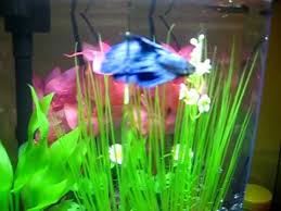 Here Is Culligan My First Betta Fish Well First Fish Period I Got Him As A Gift From My Boyfriend About Two Weeks Ago He Was I Betta Fish Betta One